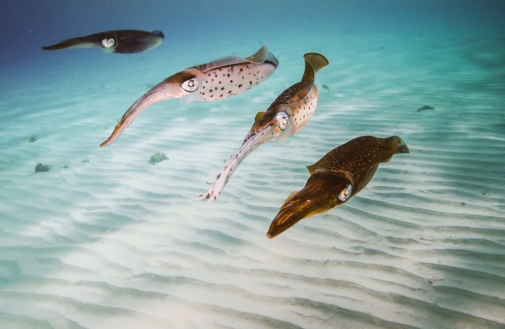OceanImageBank_JeffHester_28