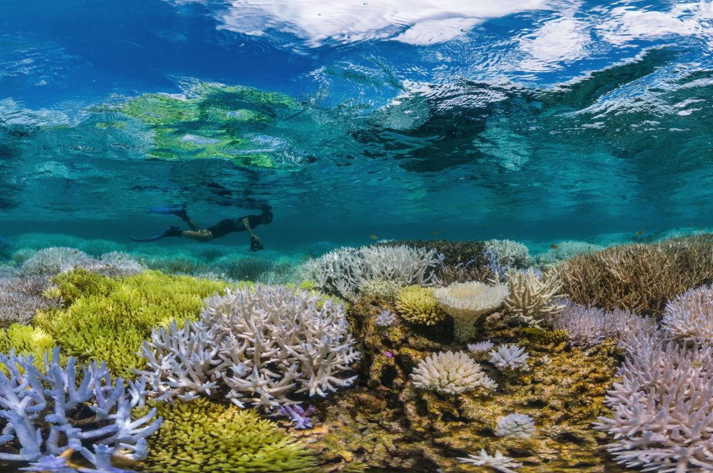 OceanImageBank_TheOceanAgency_Fluorescing_02